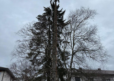 LG Paysage - Abattage et élagage